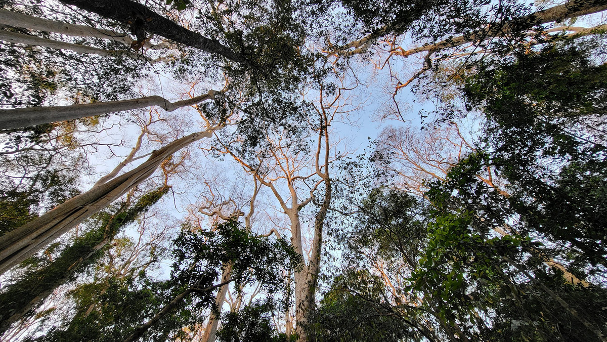 Nơi những tán cây cao vút, xanh mướt tạo nên "mái che" tự nhiên trong lành, mát mẻ.