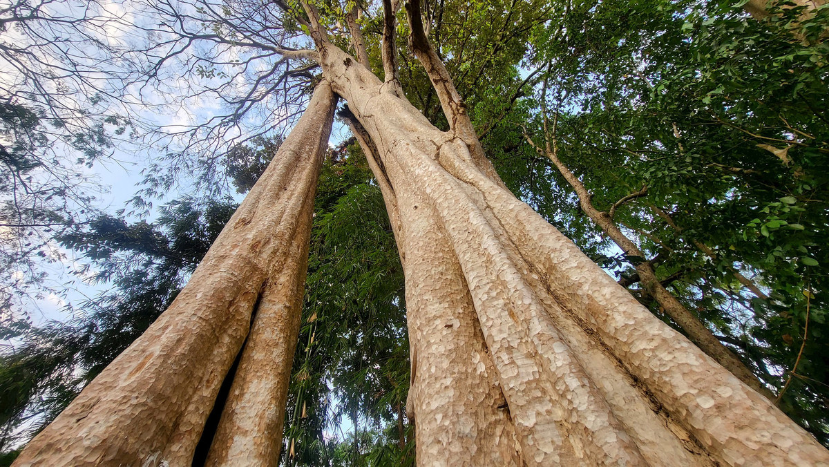 Dù nơi đây từng là chiến trường khu Đ ác liệt trong kháng chiến chống Mỹ, nhưng hệ sinh thái nguyên sơ với những cây cổ thụ và hệ động, thực vật đa dạng vẫn tồn tại gần như nguyên vẹn đến tận ngày nay.