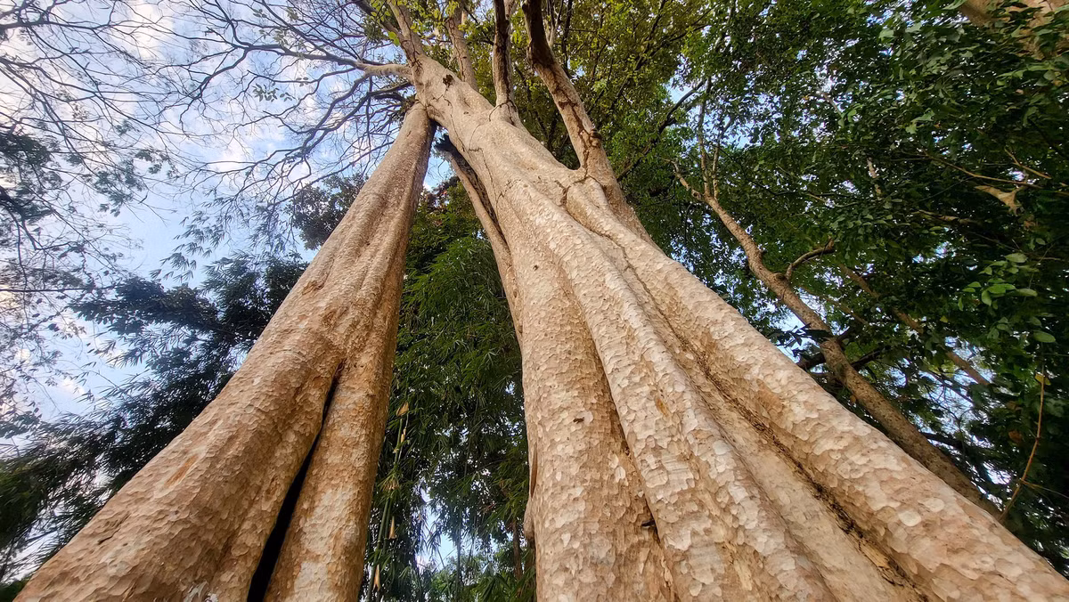 Dù nơi đây từng là chiến trường khu Đ ác liệt trong kháng chiến chống Mỹ, nhưng hệ sinh thái nguyên sơ với những cây cổ thụ và hệ động, thực vật đa dạng vẫn tồn tại gần như nguyên vẹn đến tận ngày nay.