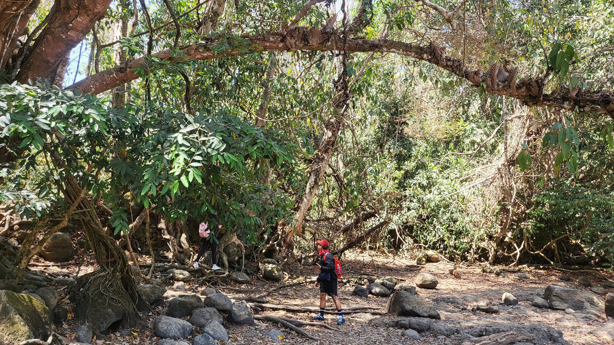 Đi sâu hơn nữa vào rừng mưa nhiệt đới.