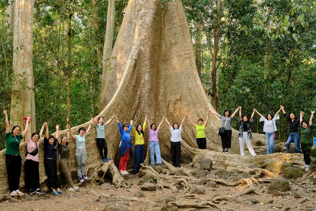 ...đến thăm cây tung cổ thụ hơn 400 năm tuổi.