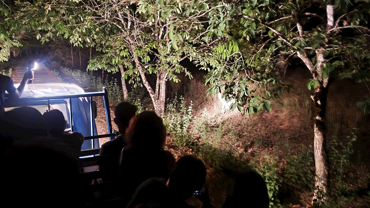 Ở mọi góc rừng, du khách đều có thể bắt gặp những thú hoang đi ăn đêm...