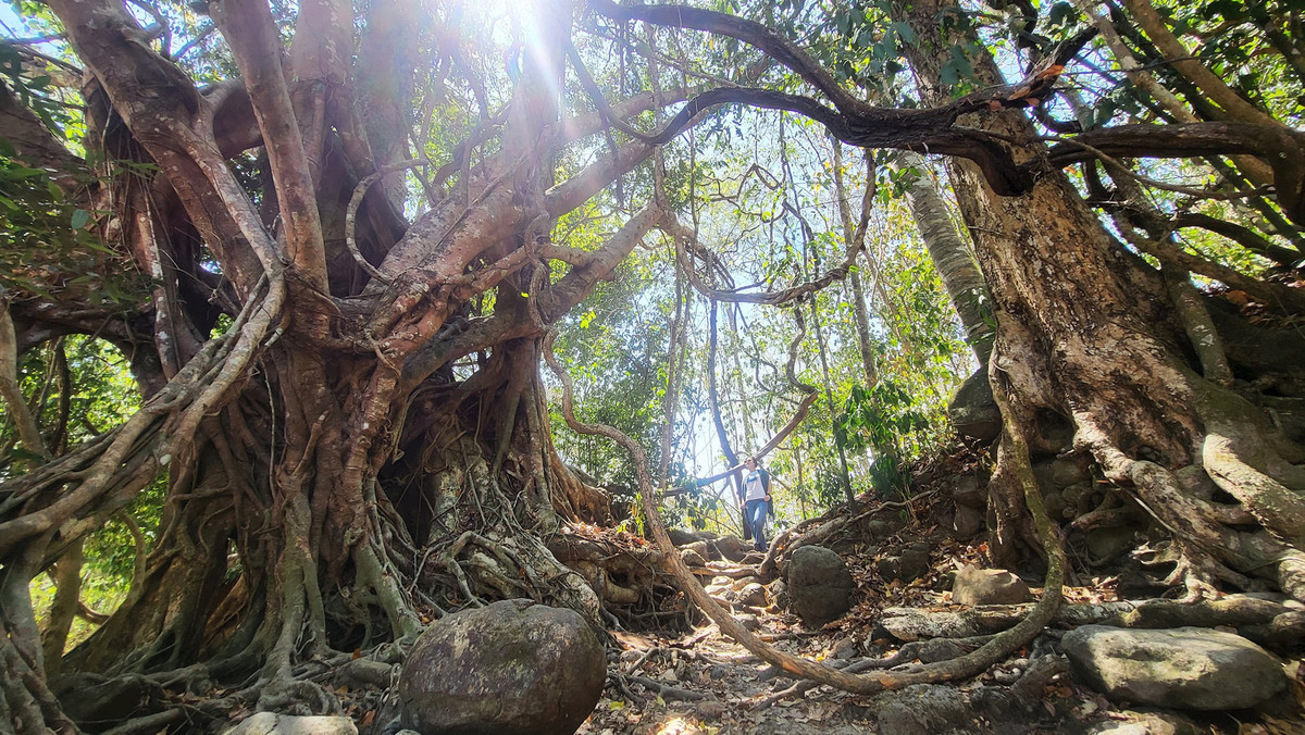 Ở bất kỳ góc rừng nào, du khách cũng muốn khám phá, tìm hiểu.