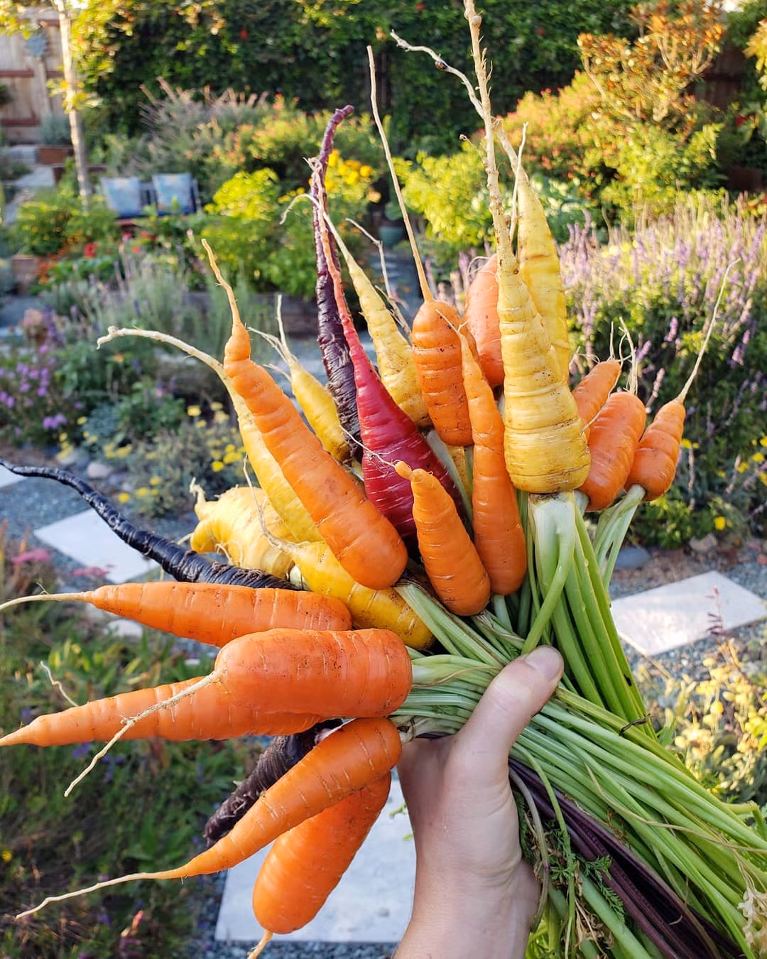 Thu hoạch cà rốt.