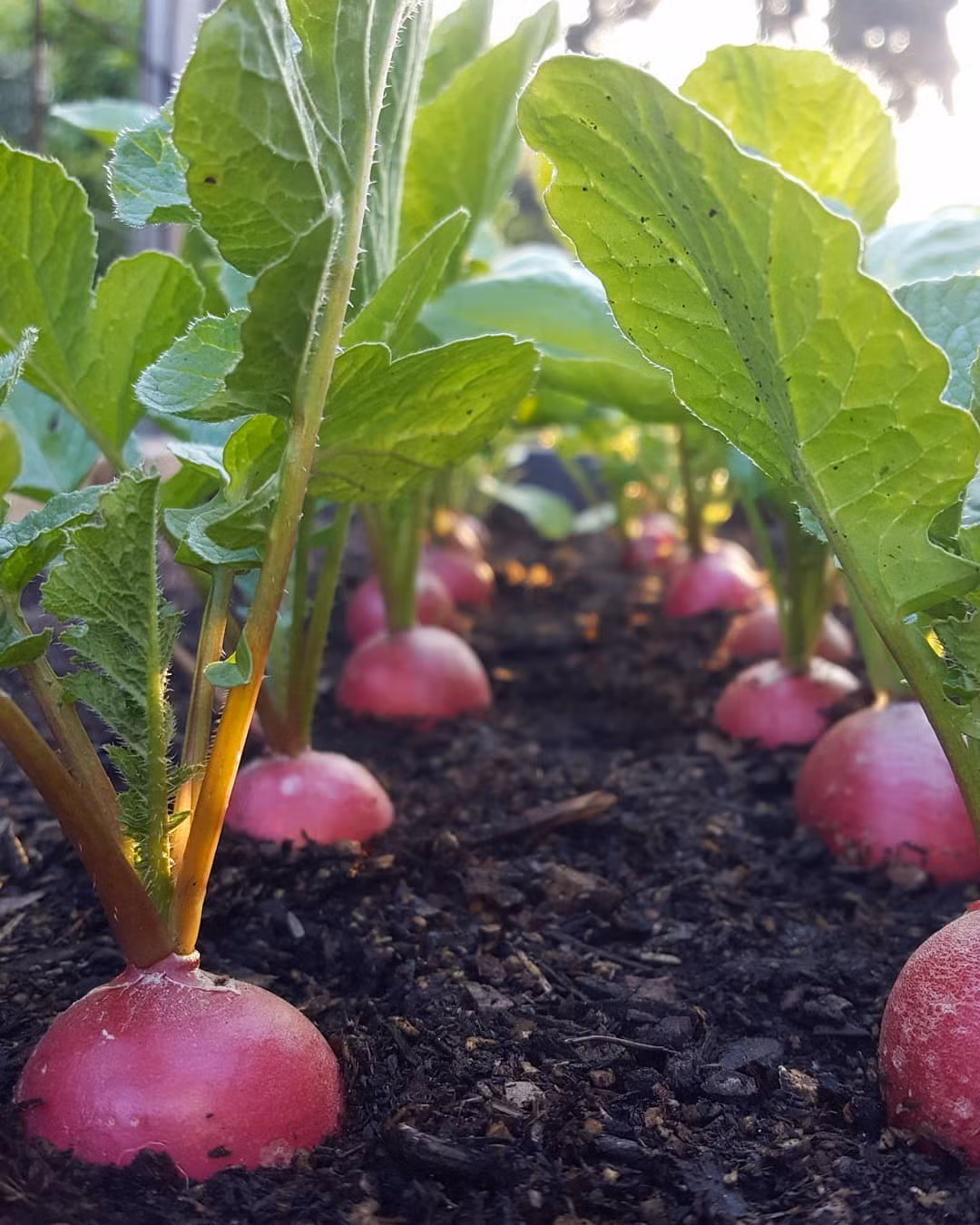 Củ cải đỏ tốt tươi.