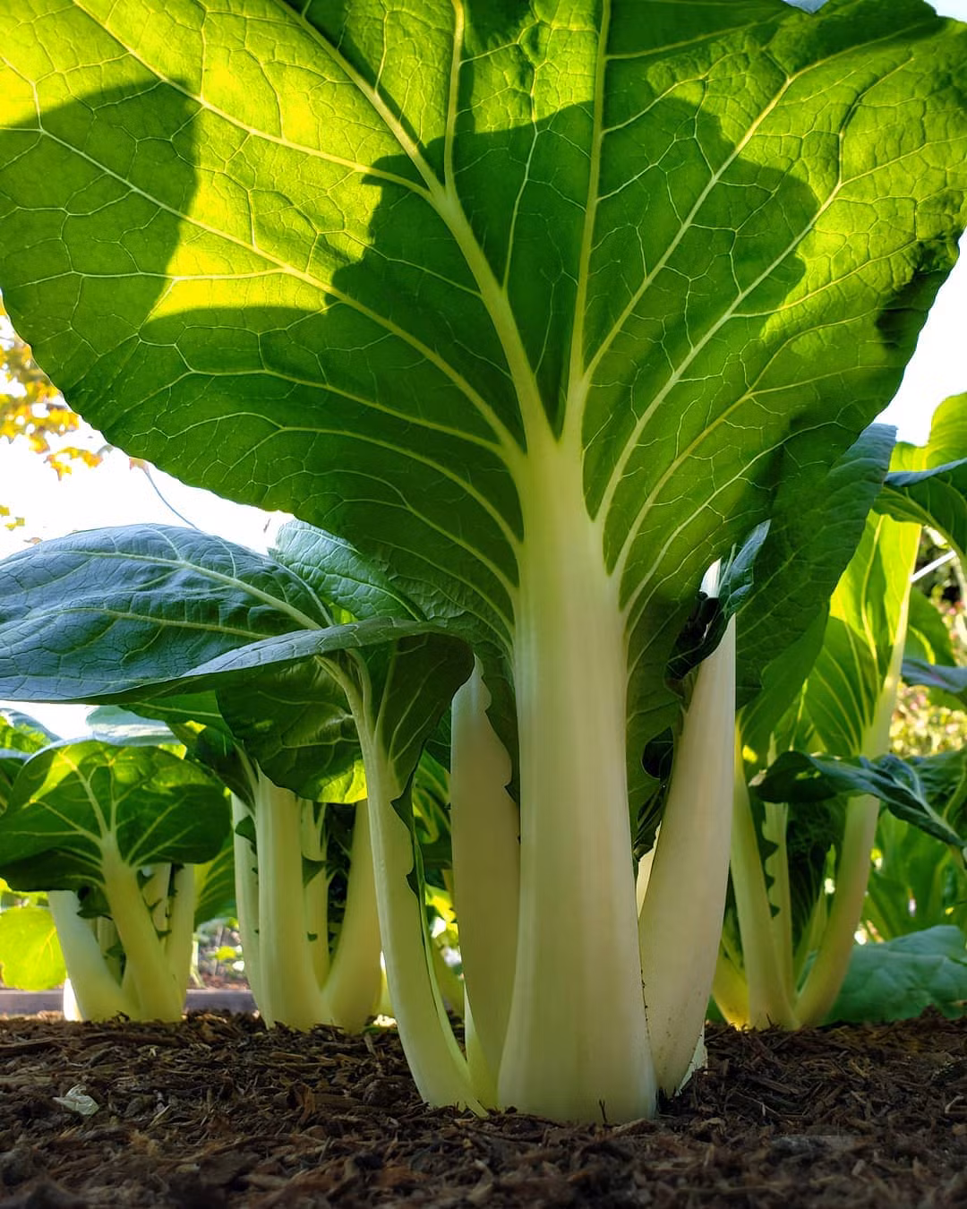 Rau cải xanh một góc.