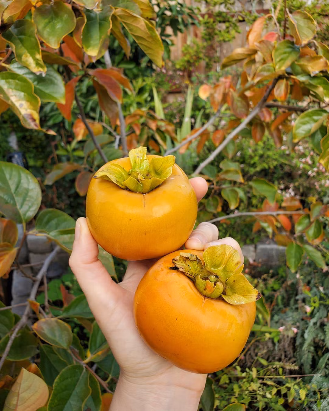 Từng góc nhỏ đẹp mắt với hoa và rau củ. 