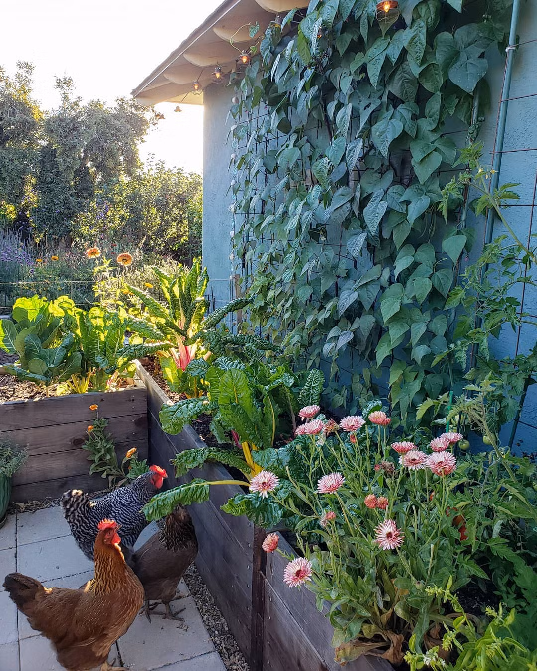 Chị vừa chăm cây vừa tạo ra phân bón, tự chế thuốc trừ sâu từ thiên nhiên để giảm bớt sự tác động xấu đến môi trường.