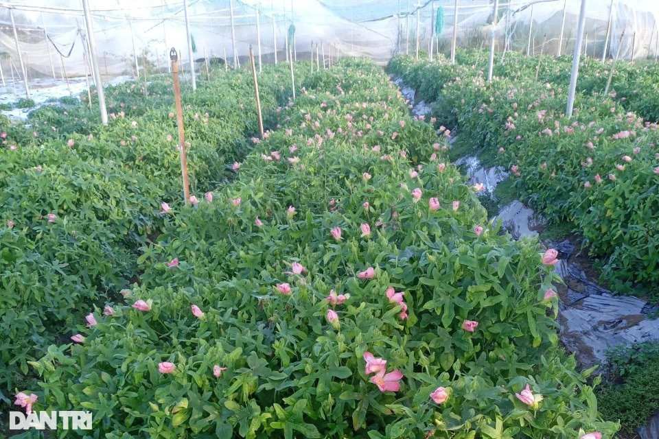 Trong sam de nhu trong khoai, lai gap hang chuc lan-Hinh-3