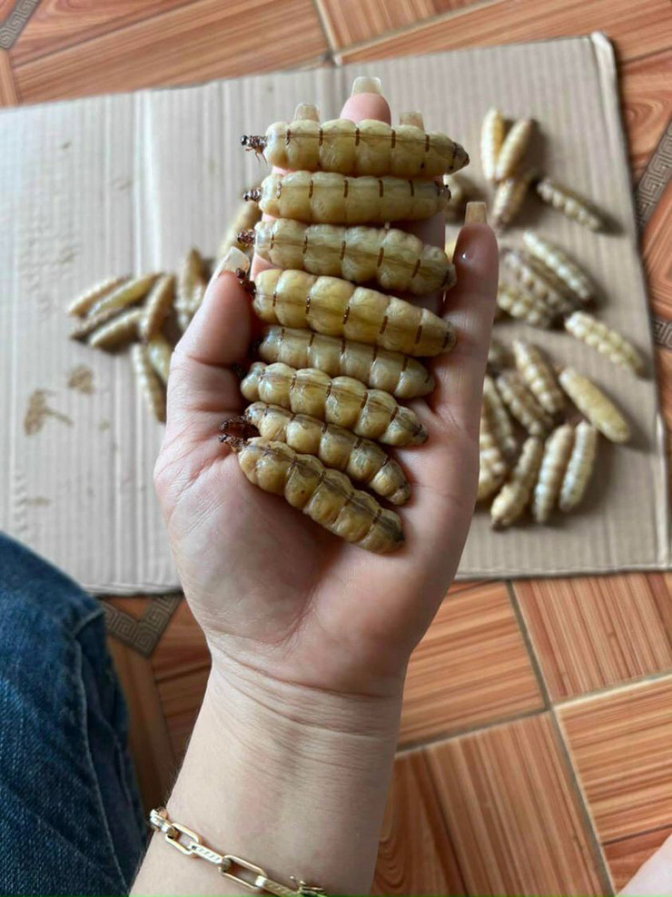 Mấy năm gần đây, rất nhiều người hỏi mua mối chúa, còn coi là "đông trùng hạ thảo" giúp bồi bổ, tăng cường sinh lực phái mạnh nên giá của mối chúa cũng tăng lên rất nhiều lần.