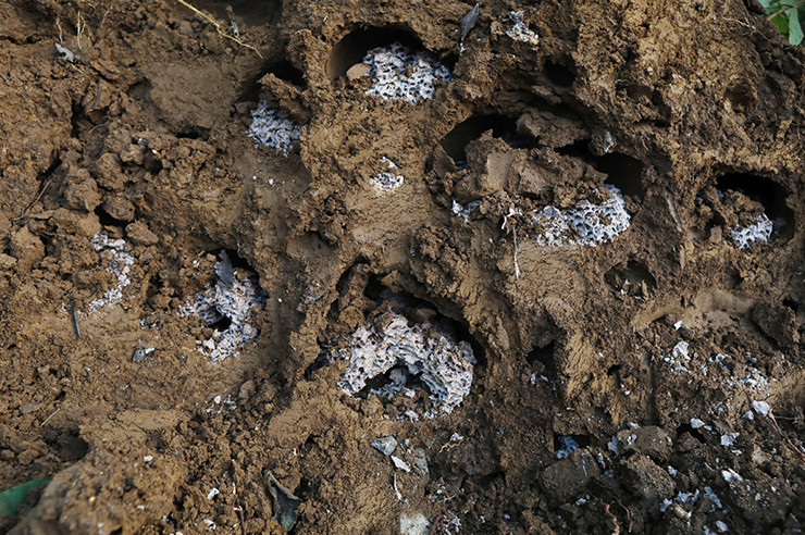 Ngoài ngâm rượu, mối chúa còn có thể chế biến thành các món ăn bổ dưỡng