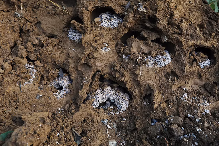 Ngoài ngâm rượu, mối chúa còn có thể chế biến thành các món ăn bổ dưỡng