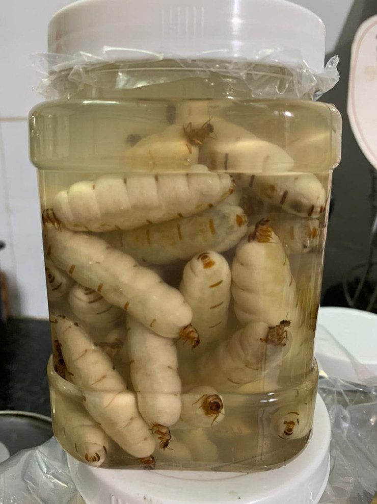 Anh Bình (trú tại xã Phú Lý, Vĩnh Cửu, Đồng Nai) cho biết trước đây, người ta đã biết tới mối chúa như 1 loại dược liệu dùng để ngâm rượu chữa các bệnh về xương khớp với giá bán chỉ 2.000 đến 3.000 đồng/con