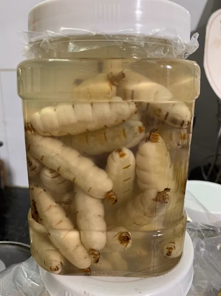 Anh Bình (trú tại xã Phú Lý, Vĩnh Cửu, Đồng Nai) cho biết trước đây, người ta đã biết tới mối chúa như 1 loại dược liệu dùng để ngâm rượu chữa các bệnh về xương khớp với giá bán chỉ 2.000 đến 3.000 đồng/con