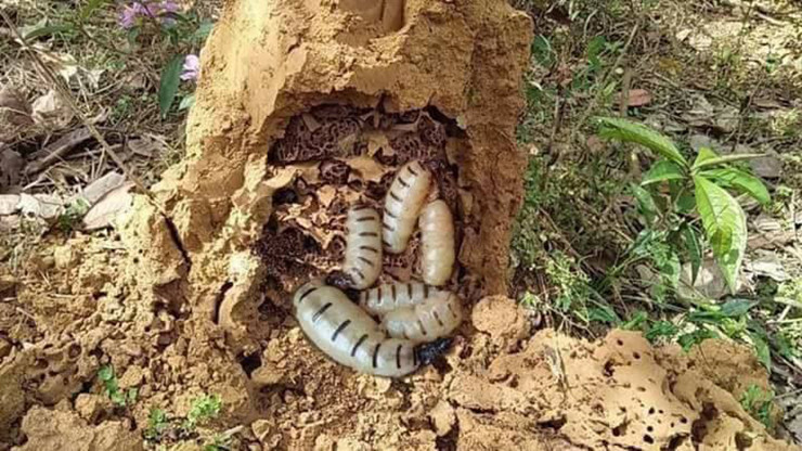 Theo lương y Vũ Quốc Trung (Hội Đông y Việt Nam), cho biết, mối chúa có tác dụng đặc biệt đối với sức khỏe nam giới, giúp tăng cường sinh lý, tráng dương, bổ thận. Ngoài ra, mối chúa còn giúp bổ khí huyết, tăng cường máu lưu thông.