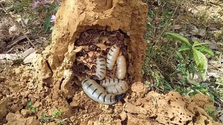 Theo lương y Vũ Quốc Trung (Hội Đông y Việt Nam), cho biết, mối chúa có tác dụng đặc biệt đối với sức khỏe nam giới, giúp tăng cường sinh lý, tráng dương, bổ thận. Ngoài ra, mối chúa còn giúp bổ khí huyết, tăng cường máu lưu thông.