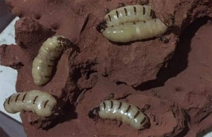 Theo anh Bình, mối chúa ngày càng hiếm vì bị khai thác nhiều nên phải đi vào rừng sâu, xa nhà tới mấy chục km mới tìm thấy tổ