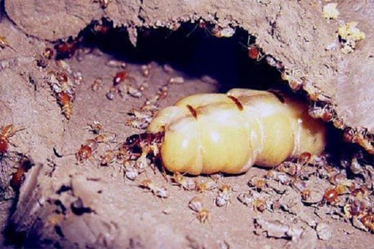 Người đặt mua ít thì tầm 20 con, có người mua nhiều thì đặt cả vài trăm con