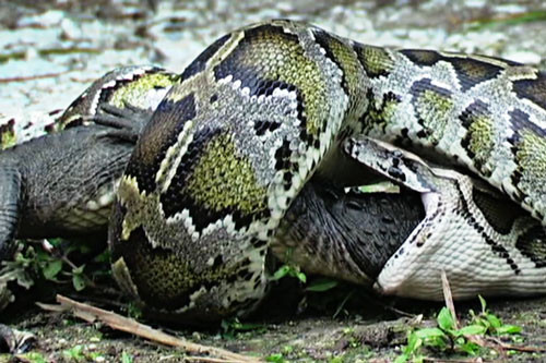 Video: Cá sấu bị trăn khổng lồ đoạt mạng trong tích tắc Video: Ca sau bi tran khong lo doat mang trong tich tac