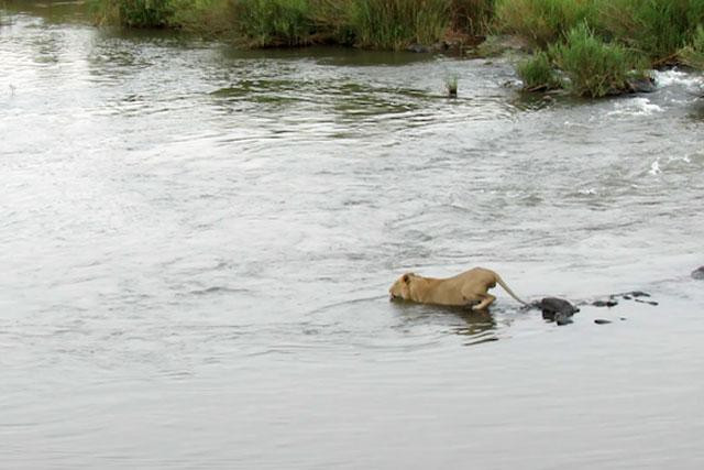 Trước đó, chú sư tử đã quyết định vượt sông và không hề hay biết nó đã rơi vào tầm ngắm của con cá sấu.