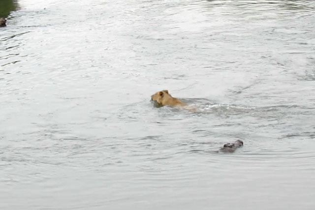 Chờ chú sư tử bơi ra giữa sông, con cá sấu liền đuổi theo và tung ra cú đớp mồi ngay lập tức.