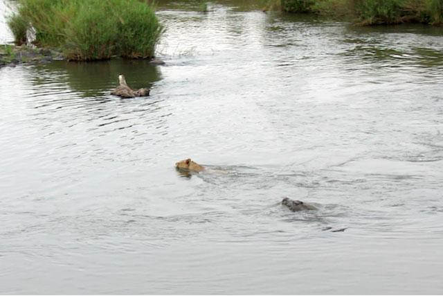 Tốc độ của con cá sấu khi ở dưới nước nhanh hơn nên dễ dàng đuổi kịp sư tử.