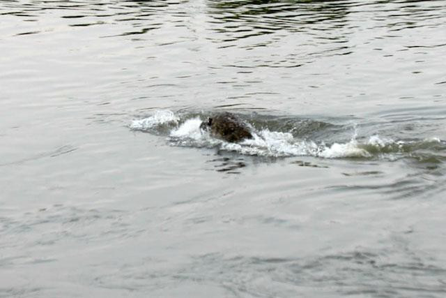 Con cá sấu cố gắng nhấn chìm chú sư tử.