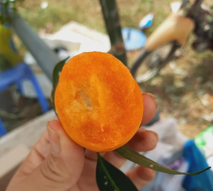 Loai qua nhin nhu trung ga gia sieu re, chi tu 50 nghin dong/kg-Hinh-2