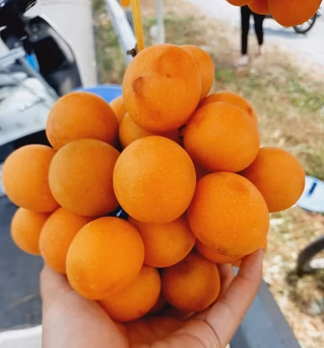 Loai qua nhin nhu trung ga gia sieu re, chi tu 50 nghin dong/kg