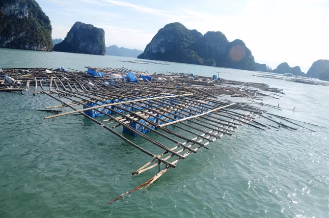 Xác lồng bè nuôi tu hài, hàu, cá song của hàng trăm hộ dân bị đánh nát trôi nổi khắp nơi.