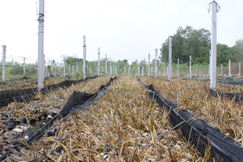 Vườn lan bị ảnh hưởng khói thải, khiến hàng trăm ngàn gốc lan của anh Thanh chết dần, khiến vợ chồng anh bỗng chốc trắng tay, lâm cảnh nợ nần...