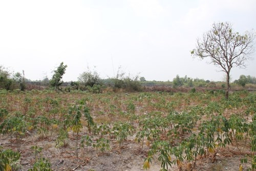 Hàng ngàn cây khoai mì cũng cùng chung số phận.