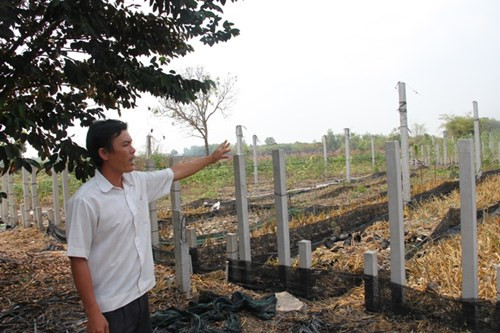 Anh Thân Thanh xót xa với vườn lan 120.000 gốc trị giá hàng tỉ đồng trở thành cỏ rác.