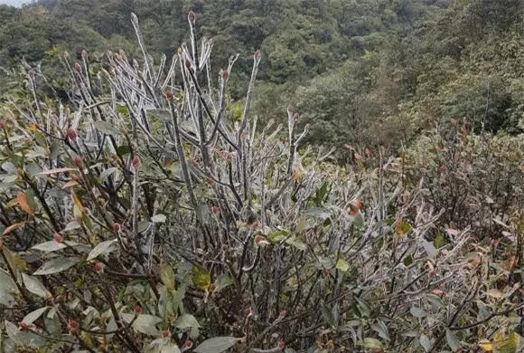 Vì sao đỉnh Mẫu Sơn lại có tuyết, lạnh nhất Việt Nam? - Hình 2 Vi sao dinh Mau Son lai co tuyet, lanh nhat Viet Nam?-Hinh-2