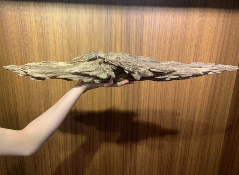 'Thanh bảo kiếm' trầm hương quý hiếm, tiền tỷ chưa chắc mua được - Hình 6 'Thanh bao kiem' tram huong quy hiem, tien ty chua chac mua duoc-Hinh-6