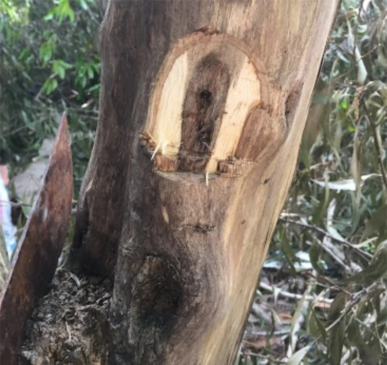 'Thanh bảo kiếm' trầm hương quý hiếm, tiền tỷ chưa chắc mua được 'Thanh bao kiem' tram huong quy hiem, tien ty chua chac mua duoc