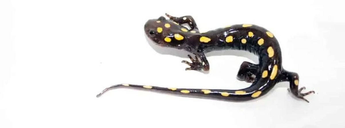 Kỳ nhông đốm vàng sinh sản trong các ao không có cá và phụ thuộc vào tảo để duy trì quá trình sinh sản. Tuy nhiên, do ao không có đủ oxy, trứng của loài động vật này sẽ bị hỏng.