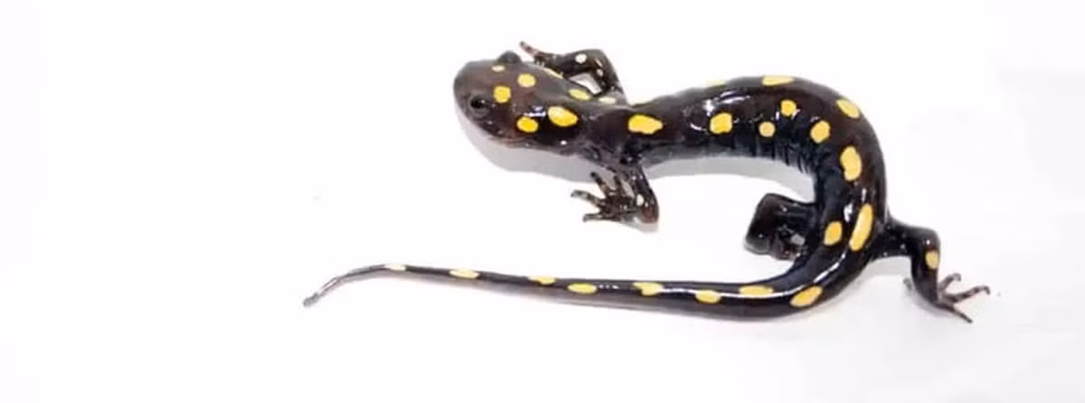 Kỳ nhông đốm vàng sinh sản trong các ao không có cá và phụ thuộc vào tảo để duy trì quá trình sinh sản. Tuy nhiên, do ao không có đủ oxy, trứng của loài động vật này sẽ bị hỏng.