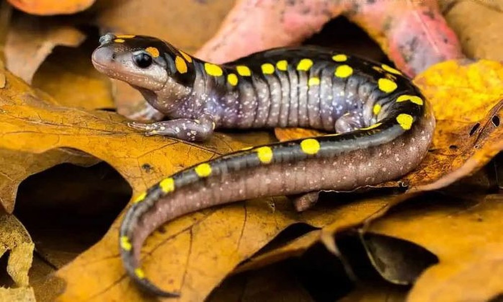 Mối quan hệ phức tạp giữa kỳ nhông đốm vàng và tảo nói lên rất nhiều điều về tính liên kết của sự sống trên hành tinh của chúng ta. Đó là một ví dụ điển hình về cách các dạng sống có thể tiến hóa cùng nhau, hình thành các liên minh và dựa vào nhau để sinh tồn theo những cách bất ngờ nhất.