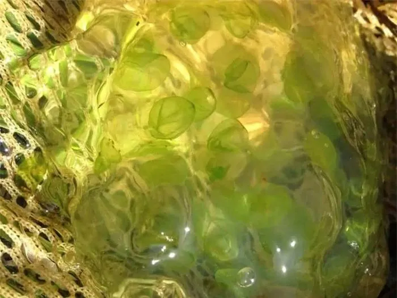 Người ta đã biết trứng kỳ nhông đốm vàng có mối quan hệ cộng sinh với tảo. Những quả trứng này có màu xanh sáng. Tuy nhiên, chỉ gần đây, một nhà nghiên cứu từ Đại học Dalhousie ở Nova Scotia mới phát hiện ra rằng ở một giai đoạn phát triển nhất định, phôi có chứa tảo trong tế bào của chúng. Một phần màu xanh của trứng đến từ chính phôi.