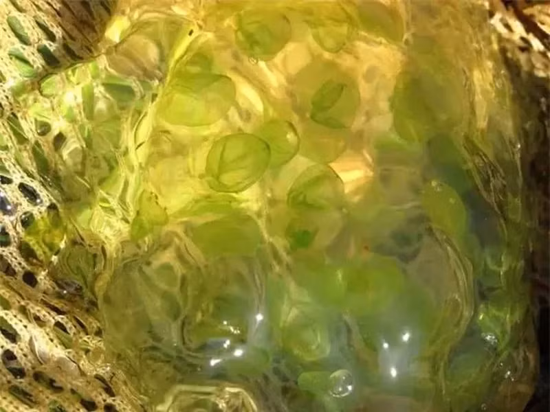 Người ta đã biết trứng kỳ nhông đốm vàng có mối quan hệ cộng sinh với tảo. Những quả trứng này có màu xanh sáng. Tuy nhiên, chỉ gần đây, một nhà nghiên cứu từ Đại học Dalhousie ở Nova Scotia mới phát hiện ra rằng ở một giai đoạn phát triển nhất định, phôi có chứa tảo trong tế bào của chúng. Một phần màu xanh của trứng đến từ chính phôi.