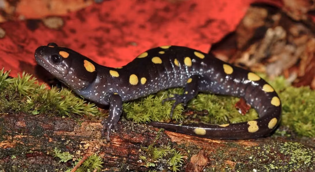 Kỳ nhông đốm vàng là loài duy nhất có xương sống được biết đến có khả năng quang hợp. Các phát hiện này mở ra nhiều khả năng mới về sự kết nối và sự đa dạng của sự sống trên trái đất.