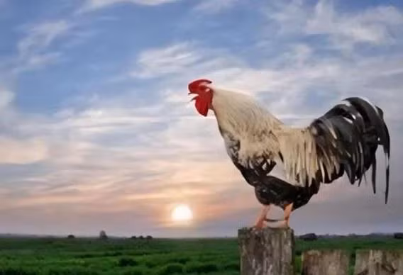 Tai sao ga trong luon gay dung gio moi ngay?