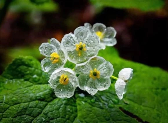 Hoa xương thủy tinh: Hoa xương thủy tinh là loài thực vật quý hiếm, độc bản trong thế giới tự nhiên. Người ta thích thú gọi loài thực vật xinh đẹp này là "ảo thuật gia" trong rừng, bởi chỉ cần vài giọt nước cũng đủ khiến diệp hà sơn gần như tàng hình trong không gian. Nước lan đến đâu là cánh hoa biến thành trong suốt tới đó, vừa mong manh vừa xinh đẹp bí ẩn.