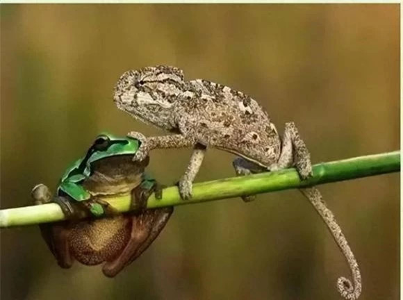 Cảnh đời thực trong thế giới động vật: Nhiếp ảnh gia nổi tiếng người Thổ Nhĩ Kỳ - Senel trong chuyến thăm một trường đại học đã chụp được khoảnh khắc khá thu vị về thế giới động vật. “Một con cóc ồn ào đang quấy rối một con tắc kè hoa, tắc kè hoa trèo lên cành cây và đã bịt miệng con ếch”, một bức ảnh thật sự rất chân thực và thú vị.