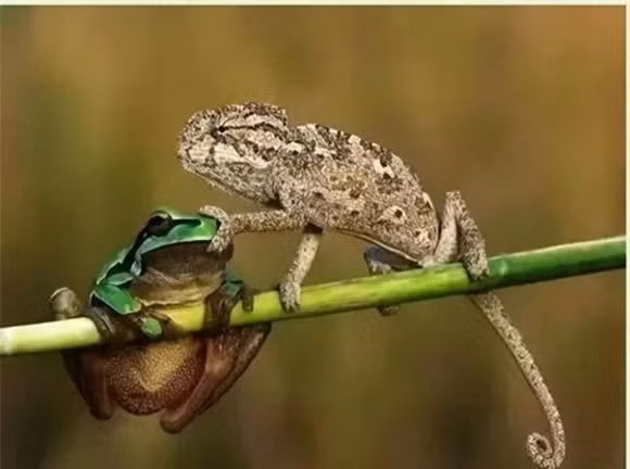 Cảnh đời thực trong thế giới động vật: Nhiếp ảnh gia nổi tiếng người Thổ Nhĩ Kỳ - Senel trong chuyến thăm một trường đại học đã chụp được khoảnh khắc khá thu vị về thế giới động vật. “Một con cóc ồn ào đang quấy rối một con tắc kè hoa, tắc kè hoa trèo lên cành cây và đã bịt miệng con ếch”, một bức ảnh thật sự rất chân thực và thú vị.