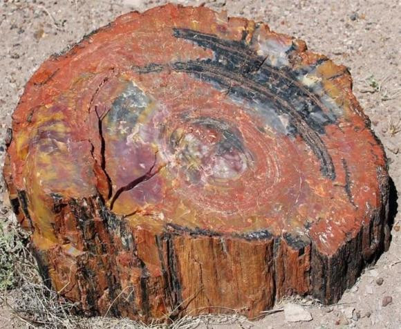 Những thân cây hóa ngọc này chủ yếu tồn tại từ thời Triassic và Jurassic, khoảng từ 100 triệu đến 250 triệu năm trước. Về nguyên lý, gỗ hóa ngọc có quá trình tương tự như xương, cốt động vật hóa thạch. Quá trình này được diễn ra liên tục và tùy theo các khoáng thể được thay thế mà định hình nên các loại gỗ hóa ngọc với tính chất và độ cứng khác nhau.