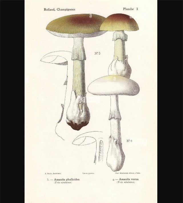 Loài nấm tử thần độc nhất thế giới ảnh 3 Loài nấm tử thần độc nhất thế giới ảnh 3