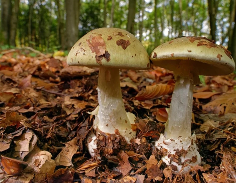 Loài nấm tử thần độc nhất thế giới ảnh 2 Loài nấm tử thần độc nhất thế giới ảnh 2