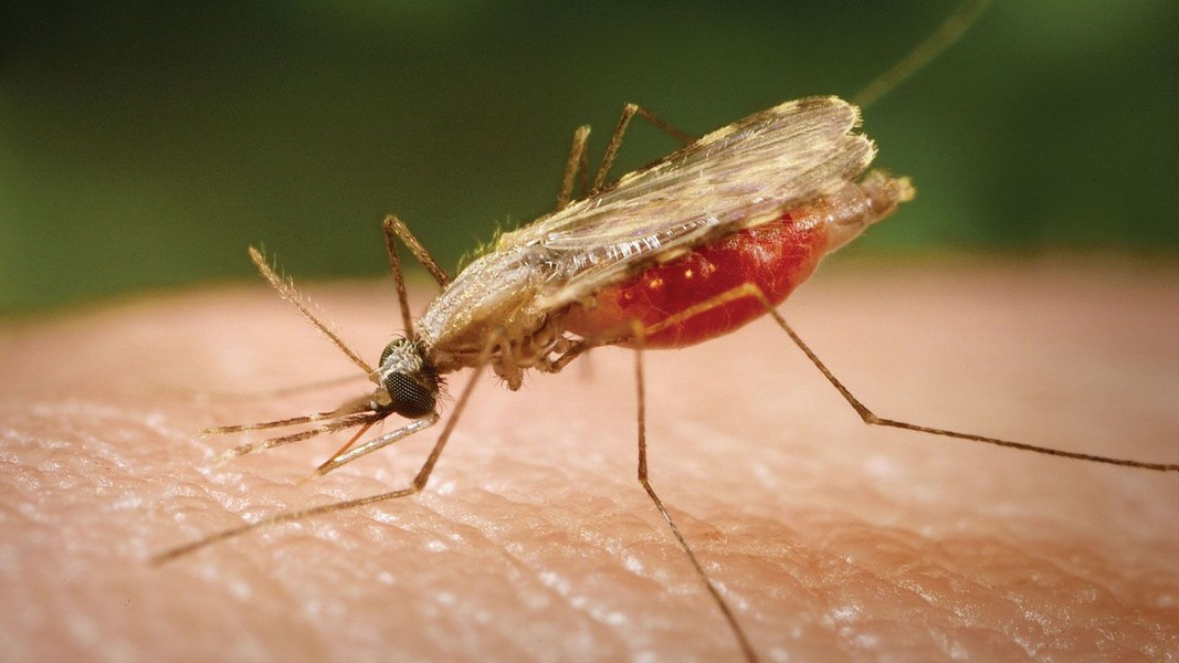  Muỗi cũng có thể gây ra cái chết cho các loài động vật có vú khác trên cạn, bao gồm cả vật nuôi. 